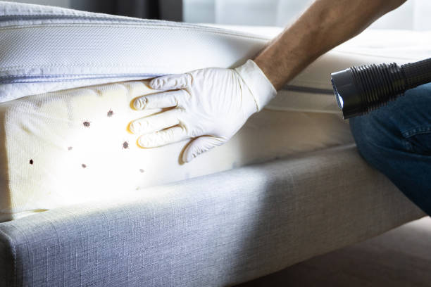 Best Residential Pest Control  in Bernalillo, NM