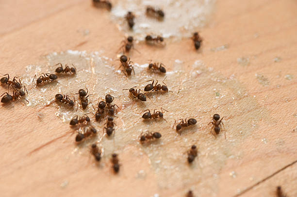 Best Pest Control for Businesses  in Bernalillo, NM