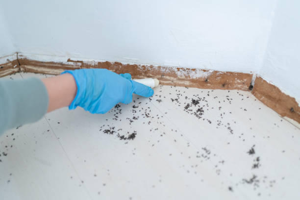 Best Wildlife Control Services  in Bernalillo, NM